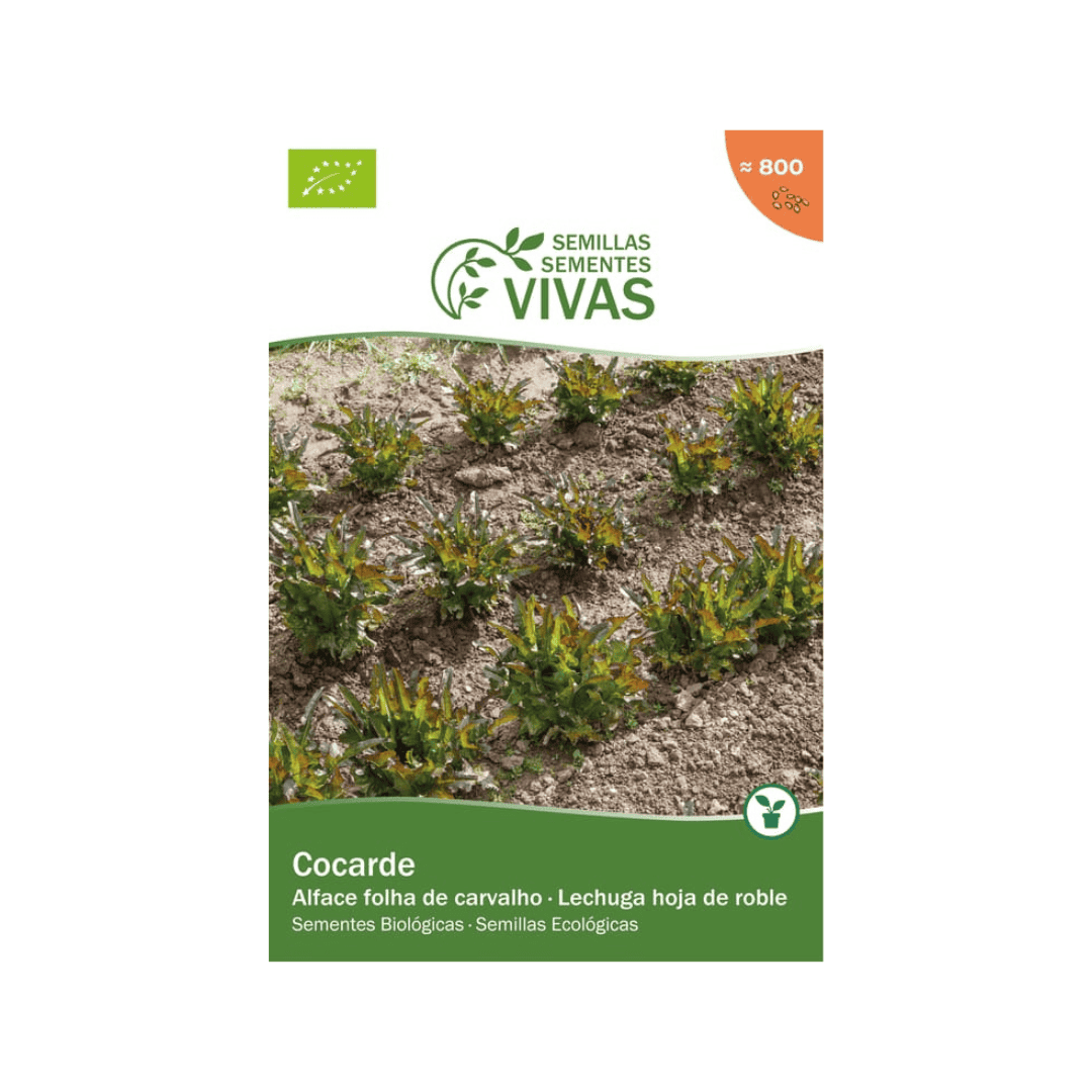 A alface Cocarde biológica é uma variedade excecional que combina beleza, sabor e resistência. Produz folhas verdes com bordas avermelhadas, finas...