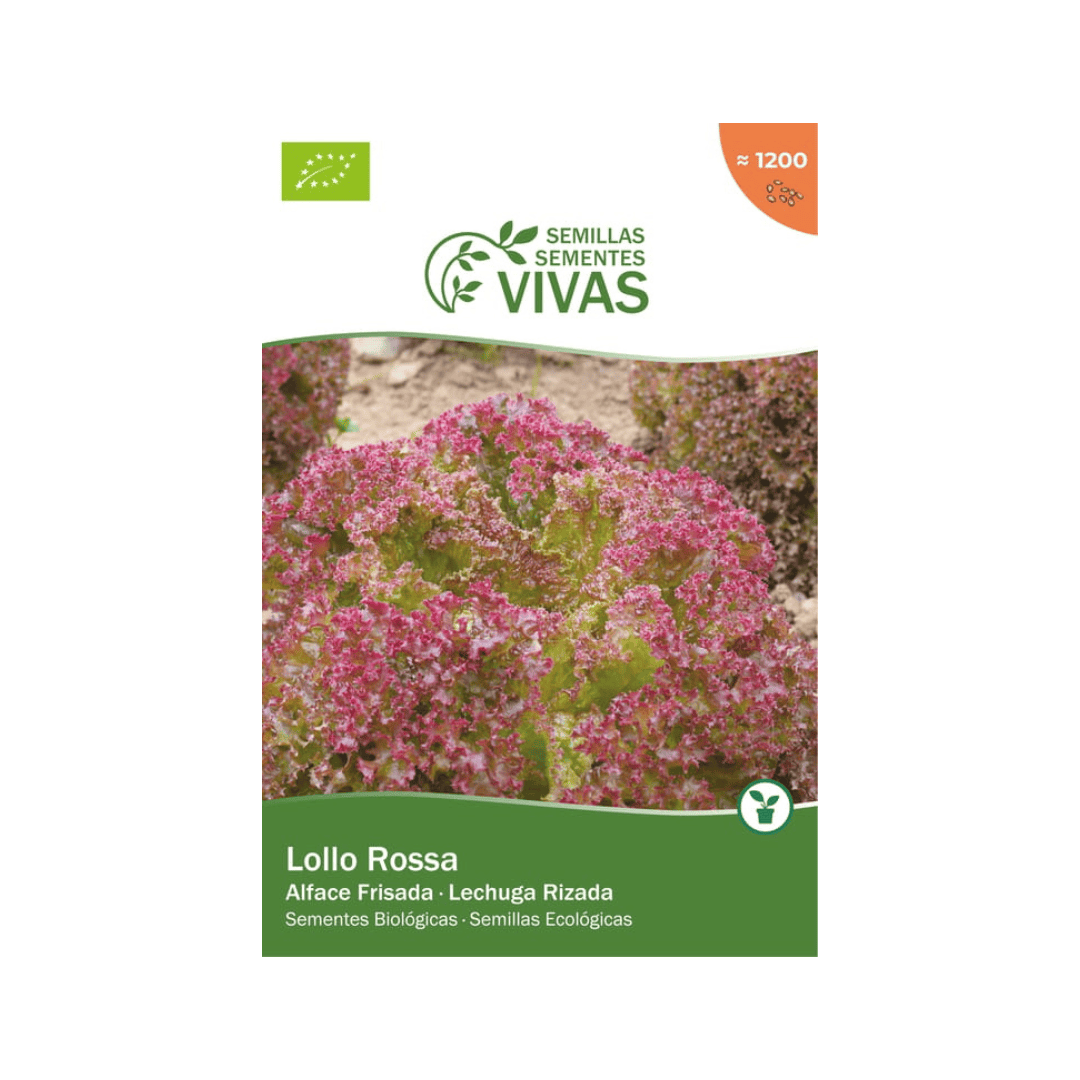 A alface frisada Lollo Rossa da Sementes Vivas é uma excelente escolha para quem cultiva de forma sustentável. Produz folhagem frisada...