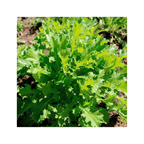 Embalagem de 2g de sementes biológicas da verdura asiática Namenia da marca Sementes Vivas, ideal para cultivo em hortas caseiras.