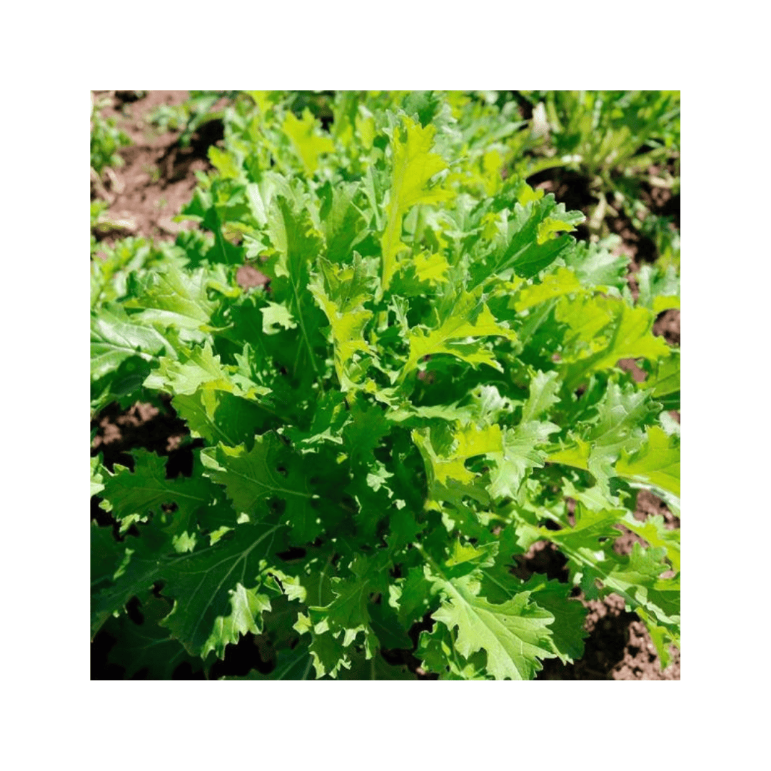 Embalagem de 2g de sementes biológicas da verdura asiática Namenia da marca Sementes Vivas, ideal para cultivo em hortas caseiras.