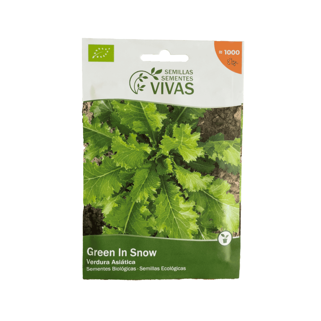 Descubra o sabor intenso e picante da Folha Green in Snow, uma verdura asiática vibrante, rica em nutrientes e perfeita para dar vida aos seus pratos.