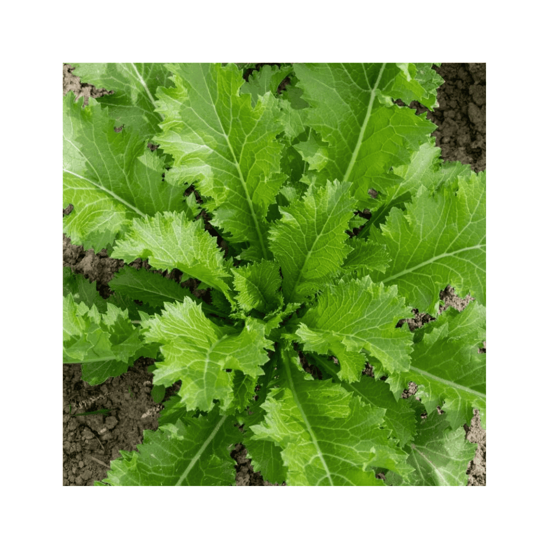 Embalagem de 2g de sementes biológicas da verdura asiática Green in Snow da marca Sementes Vivas, ideal para cultivo em hortas caseiras.